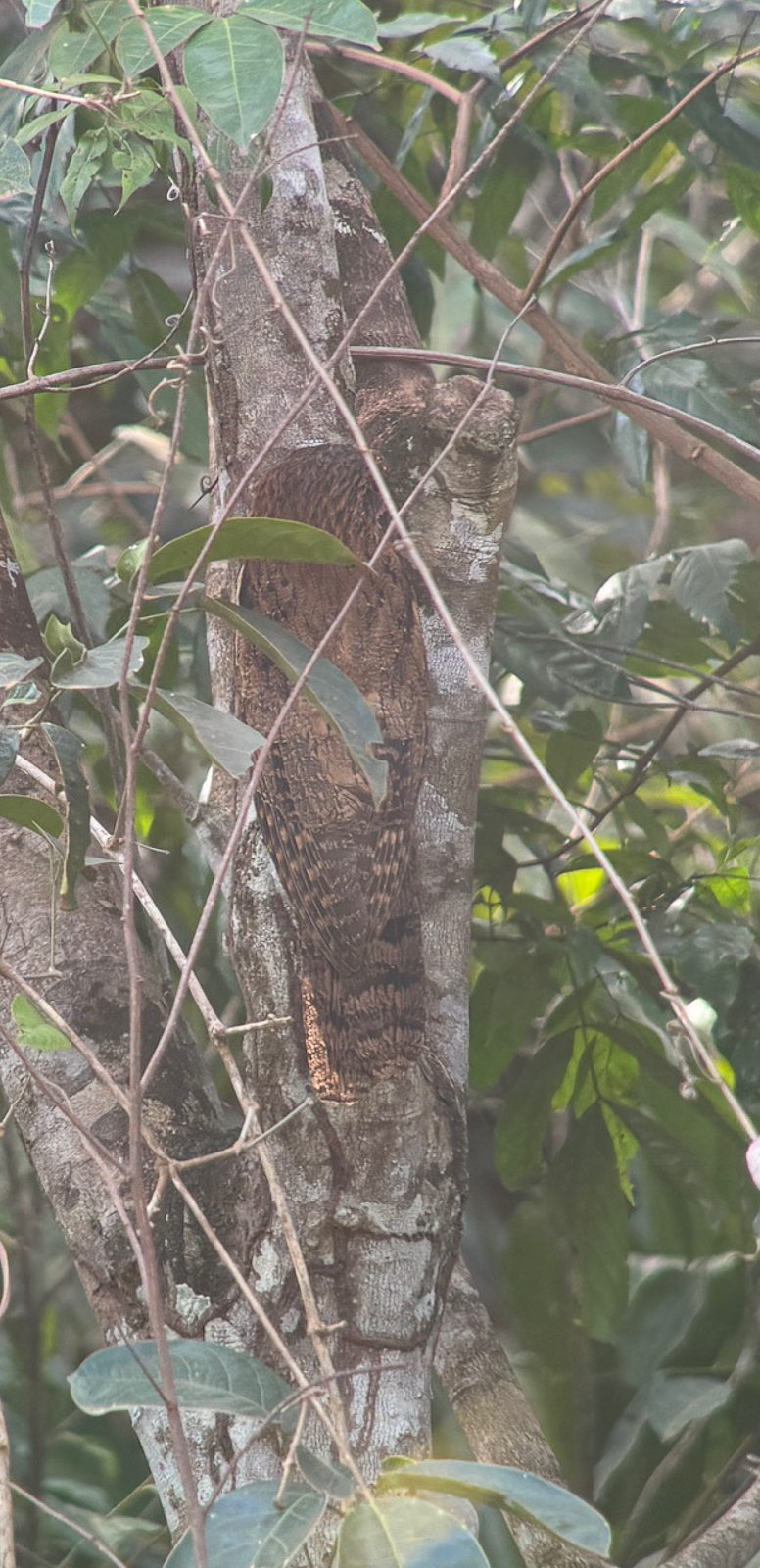 Long-tailed Potoo