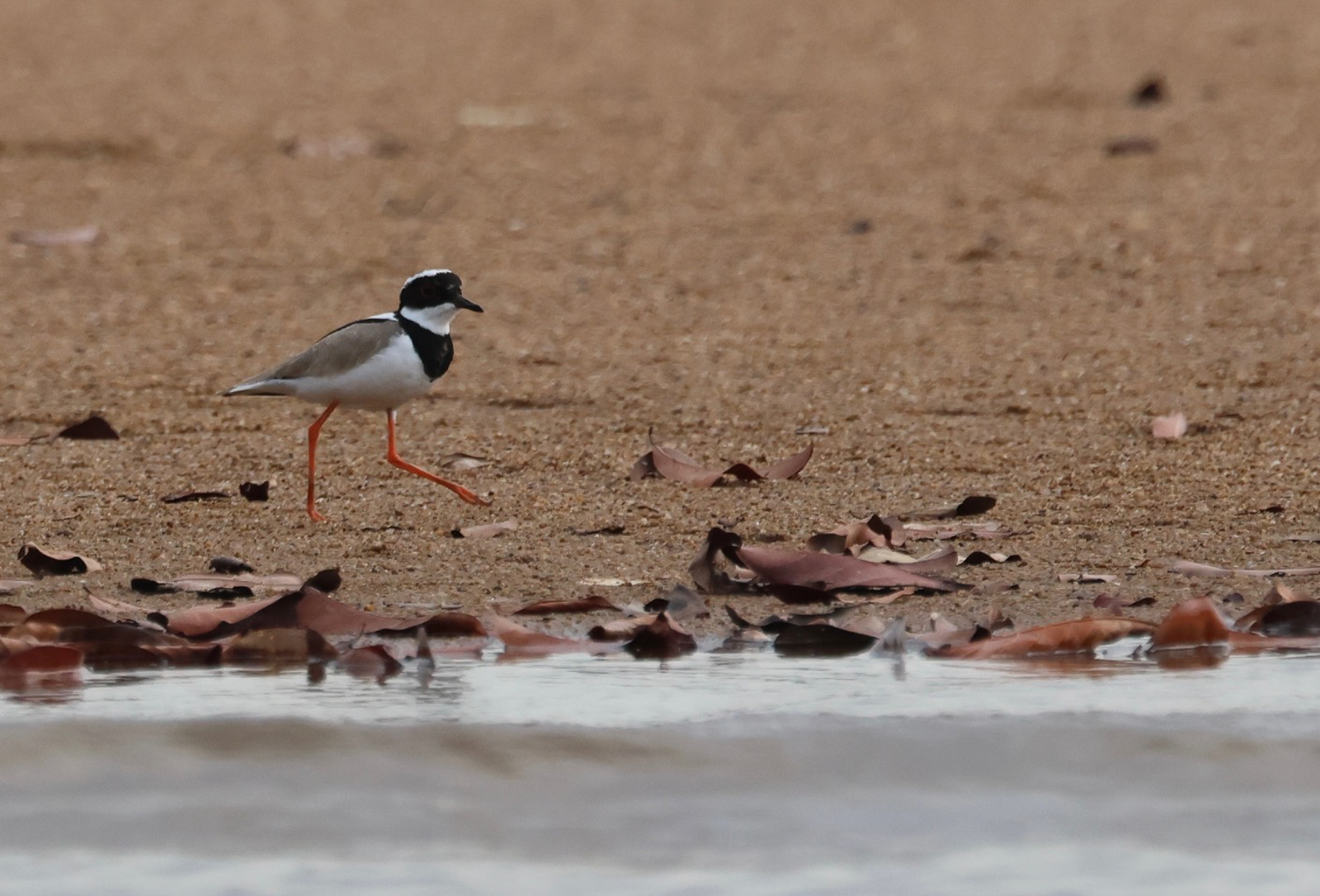 Pied Plover