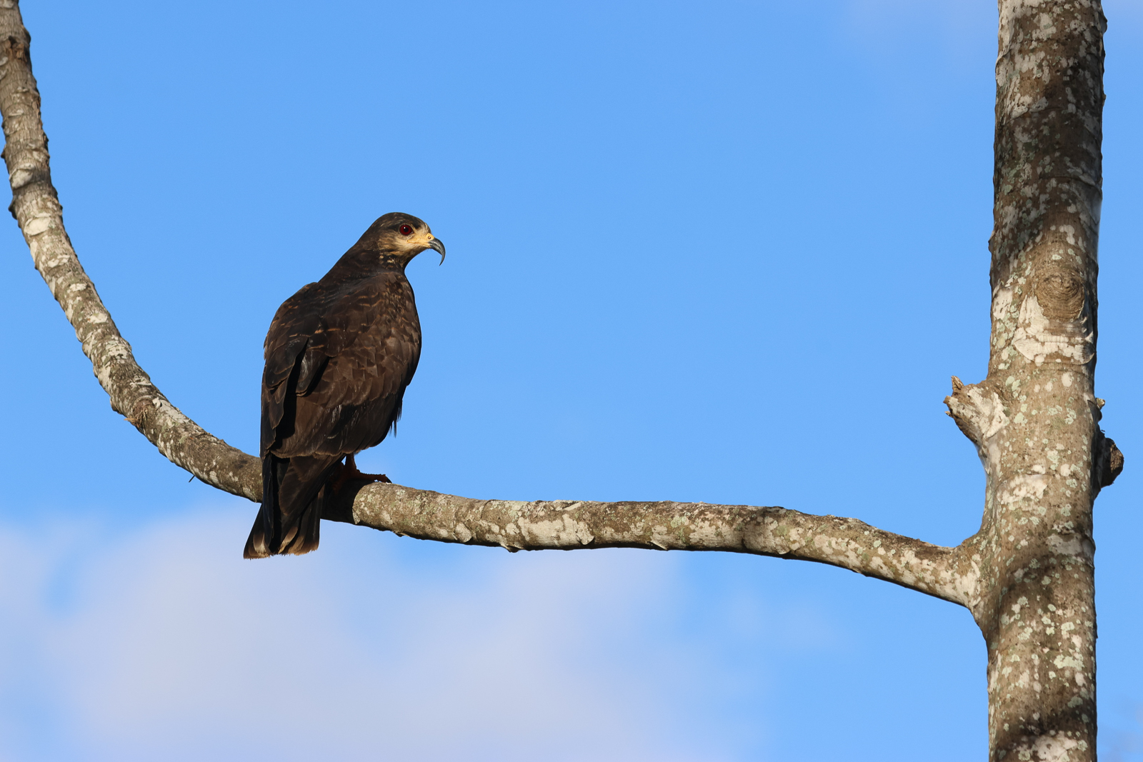 Snail Kite