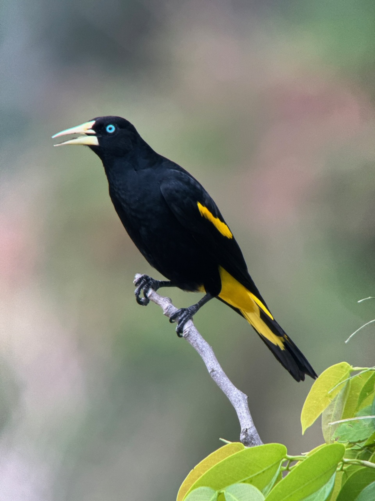 Yellow-rumped Cacique