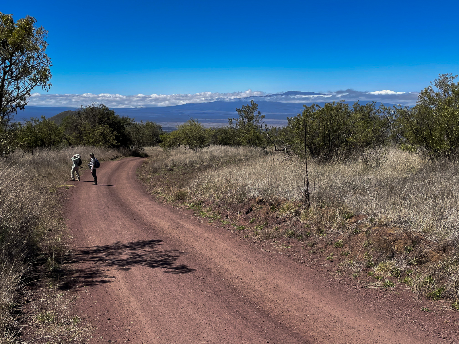 Birding on Mauna Kea