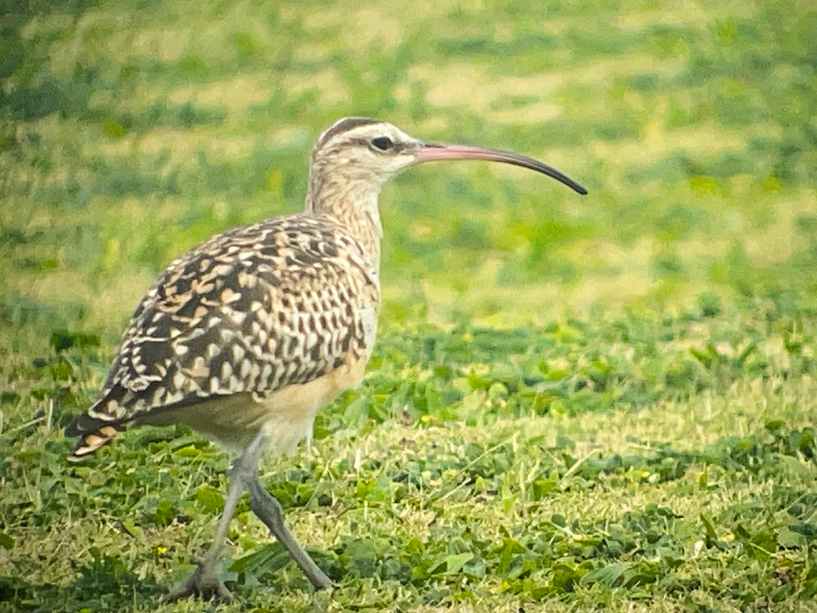 Bristle-thighed Curlew