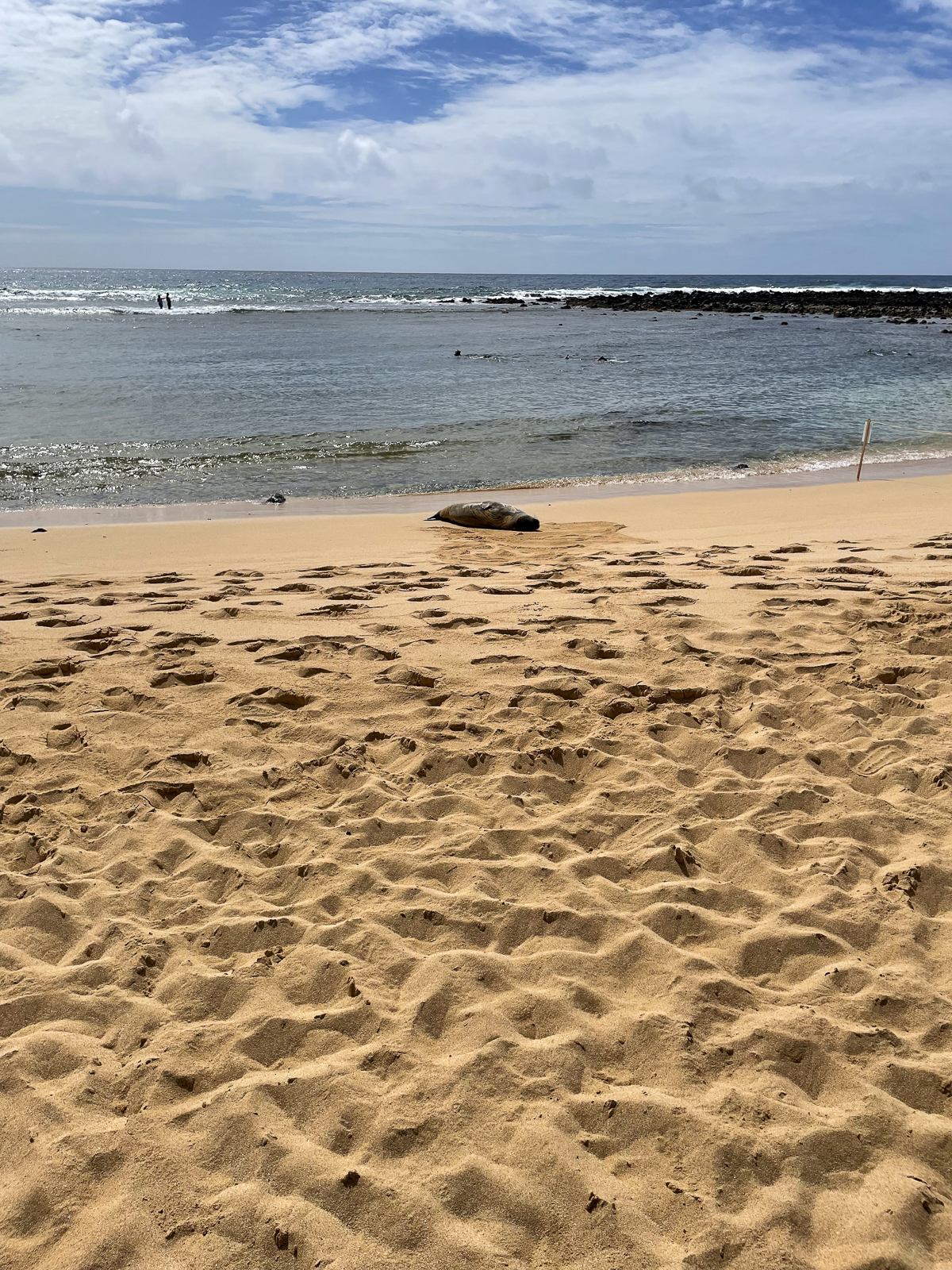 Kauai beach with Hawaiian Monk Seal