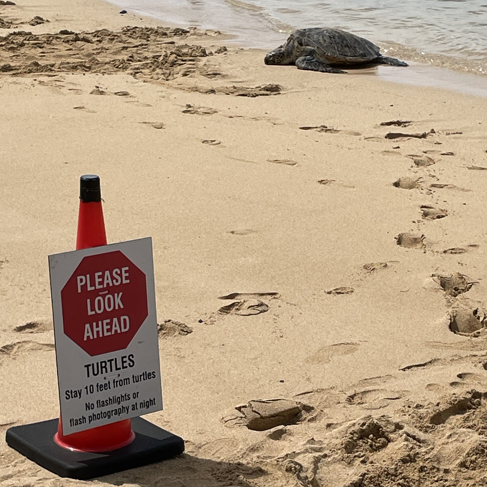 Hawaiian Green Sea Turtle