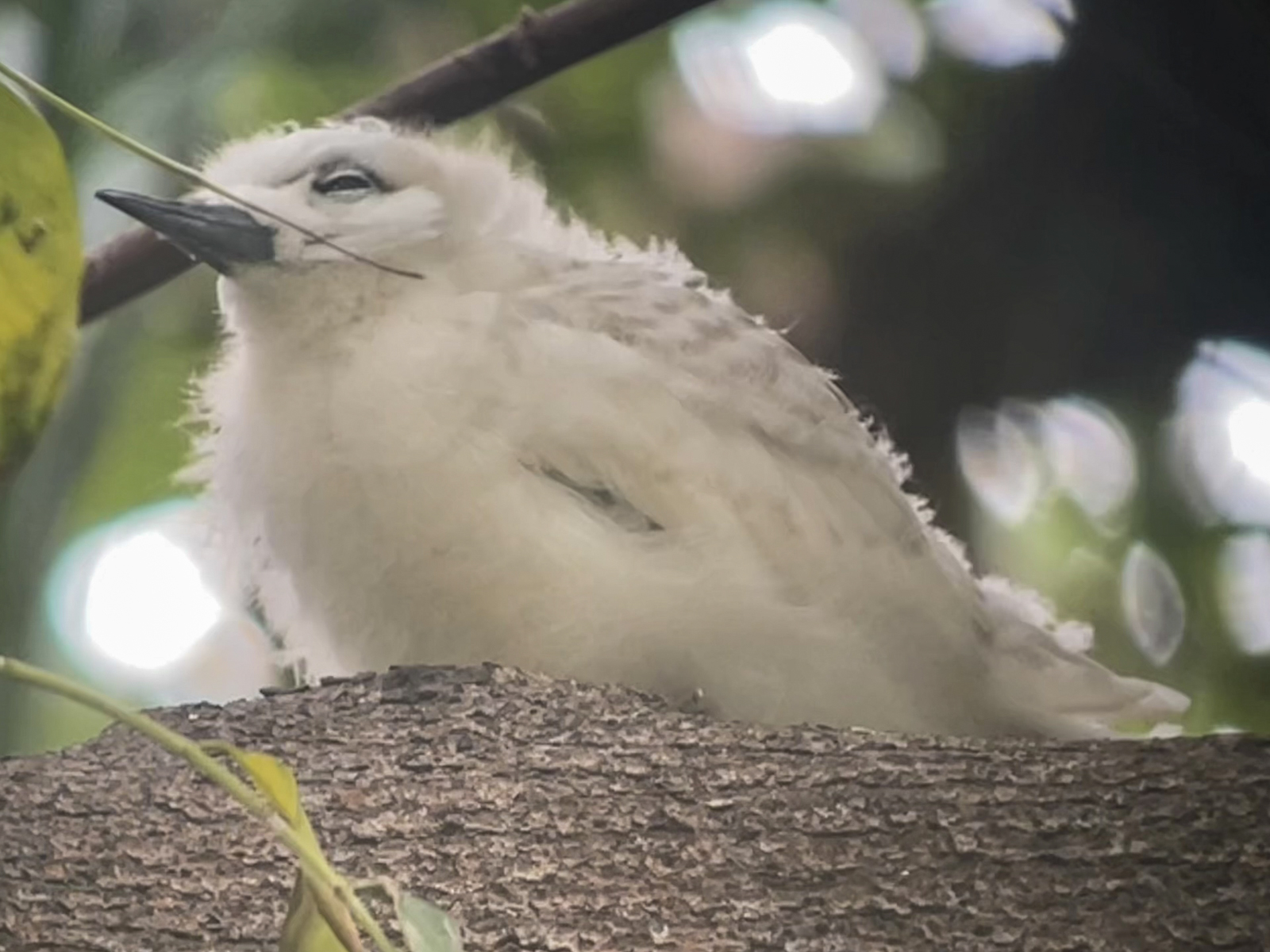 White Tern chick