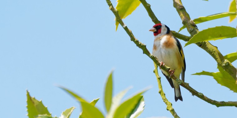 England Birds & Gardens: SE Trip Report (Apr 27 - May 8, 2024)