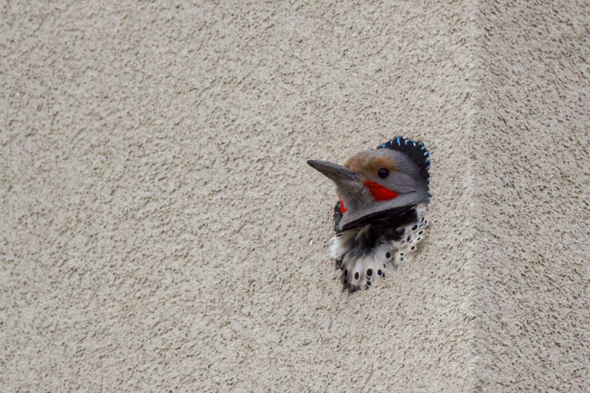 Northern Flicker