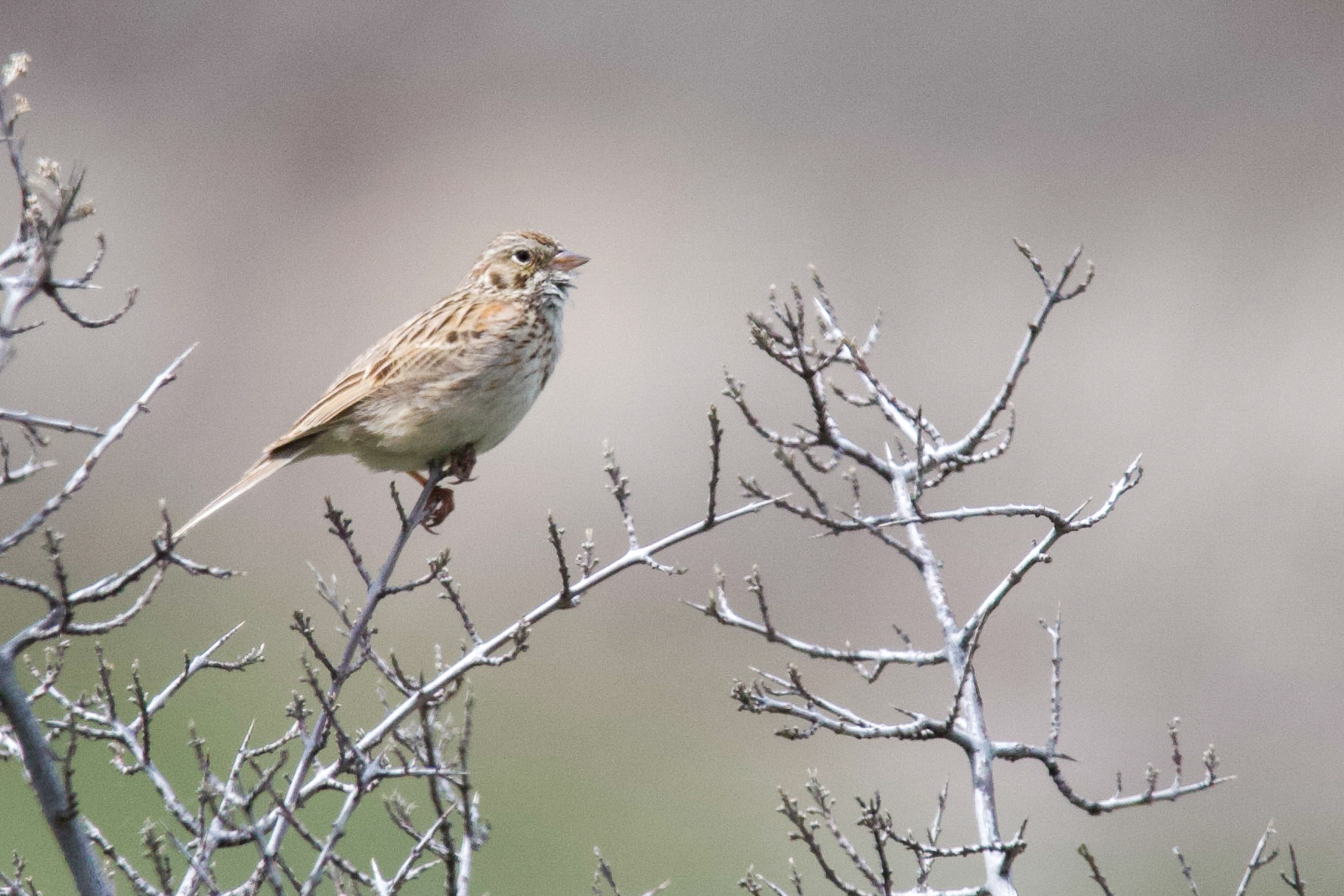 Vesper Sparrow