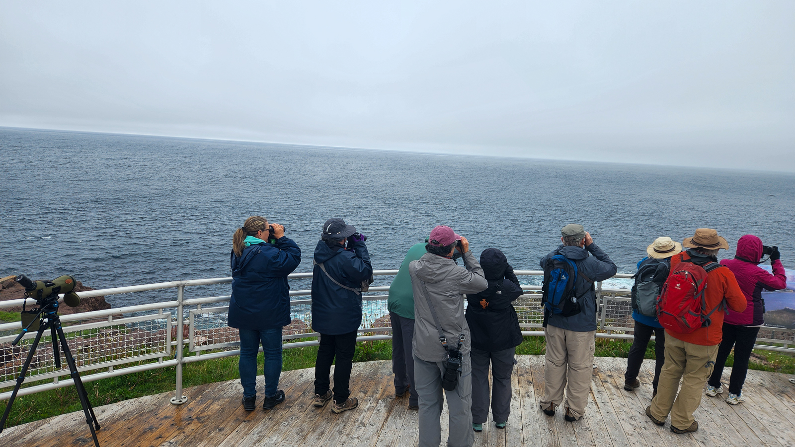 Birding at Cape Spear