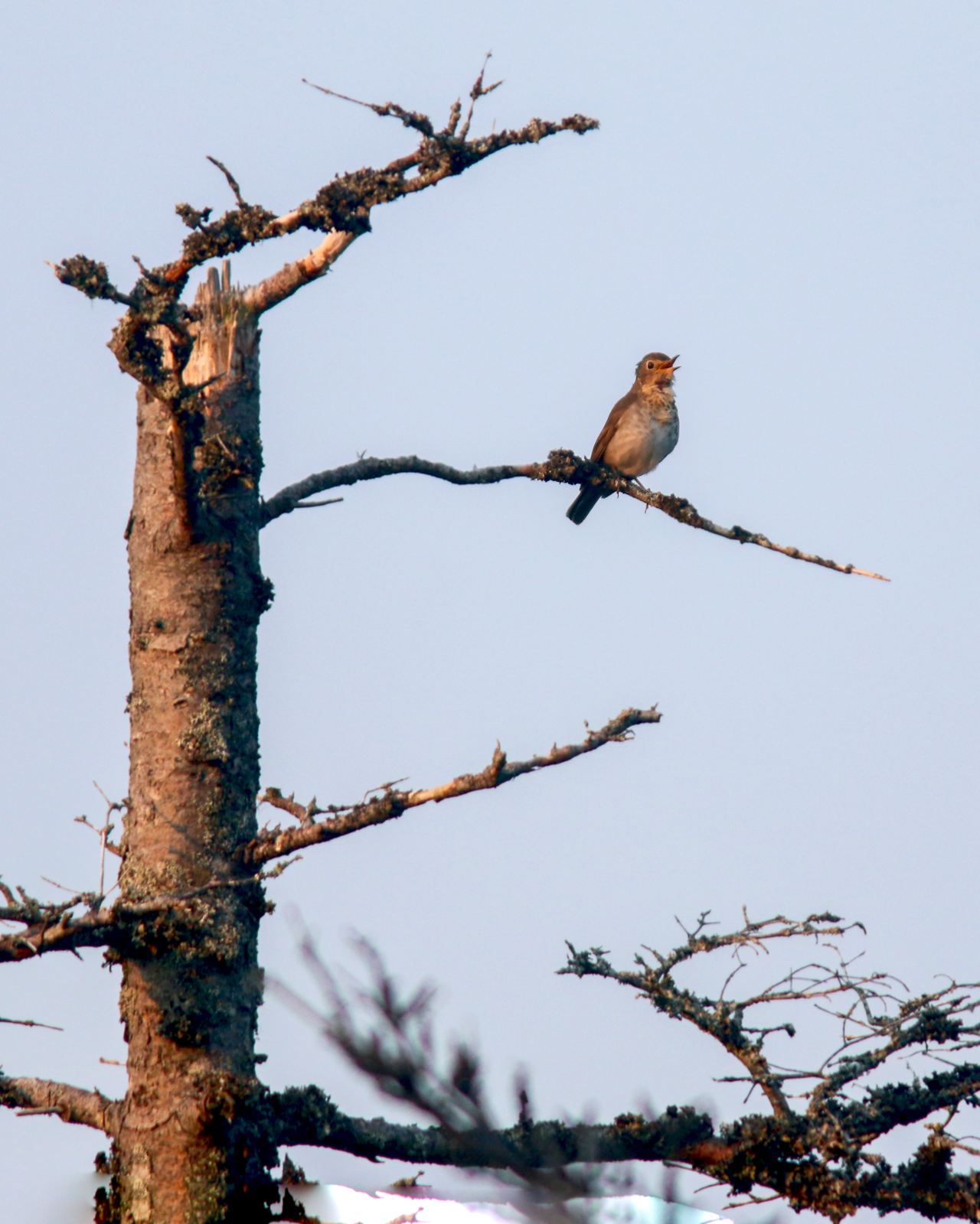 Swainson's Thrush
