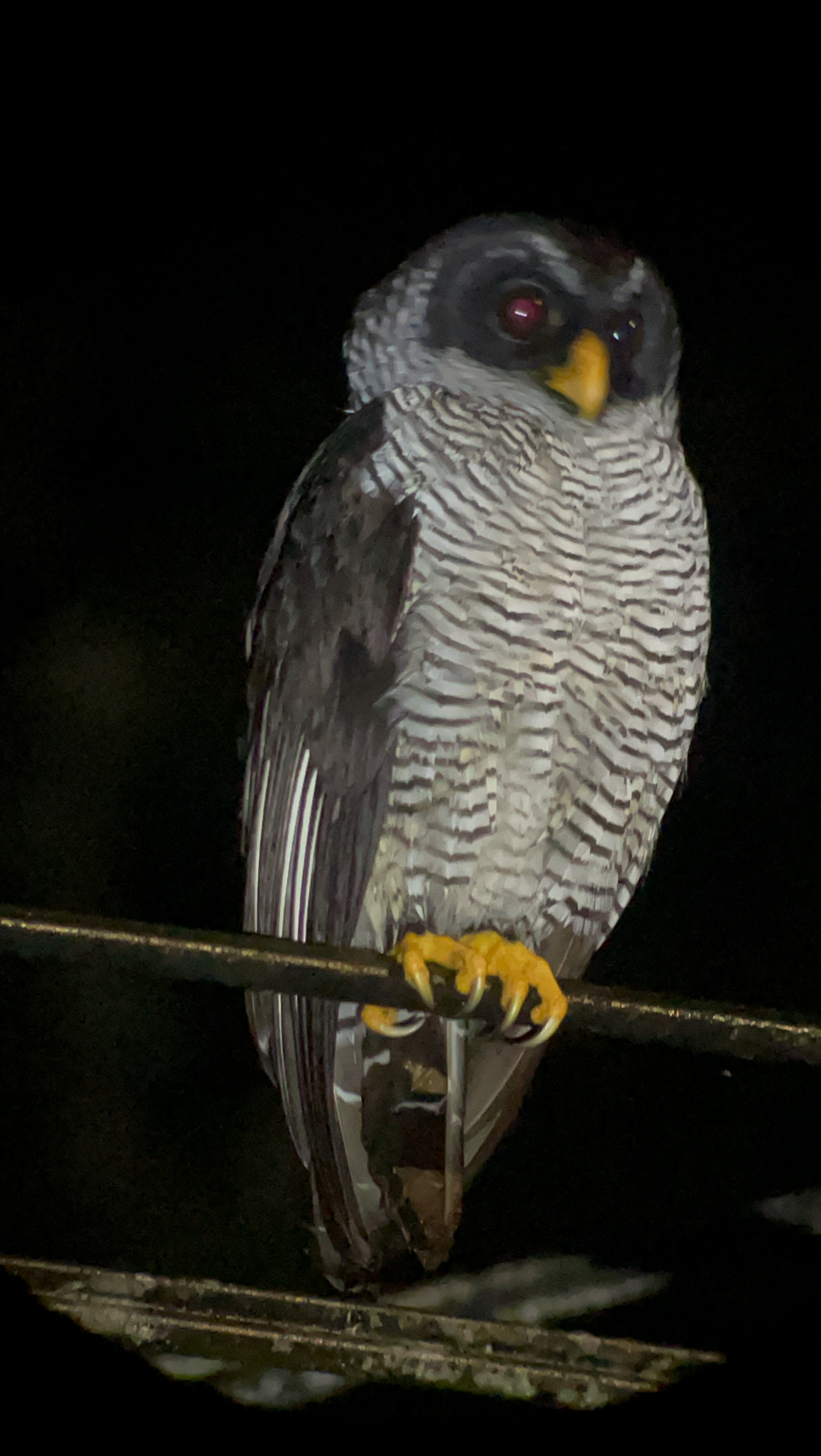 Black-and-white Owl
