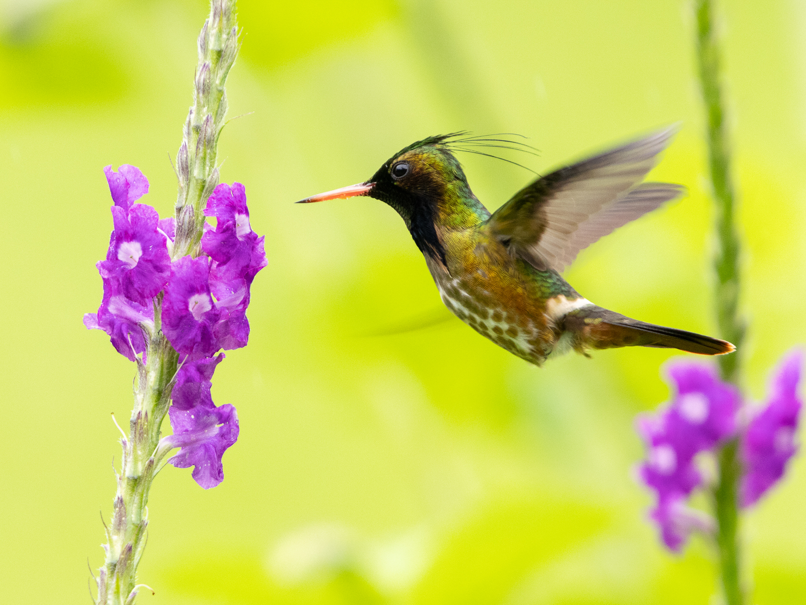 Black-crested Coquette