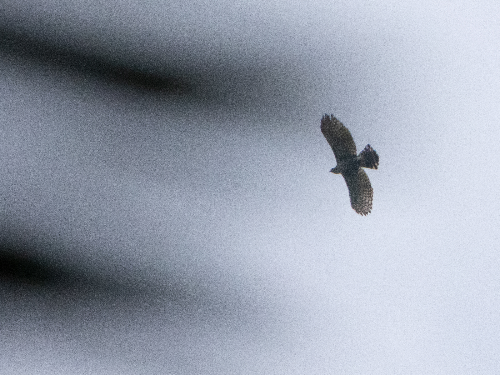 Black Hawk-Eagle