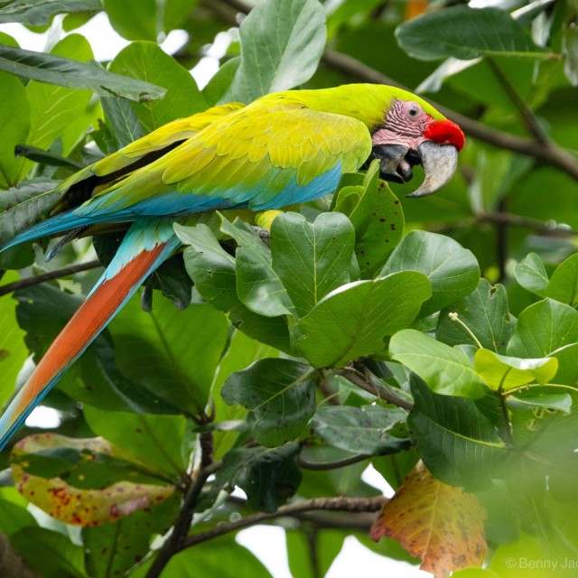 Great Green Macaw