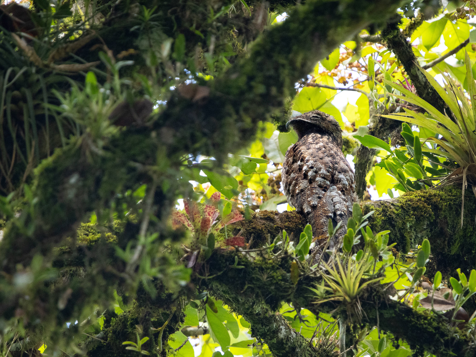 Great Potoo