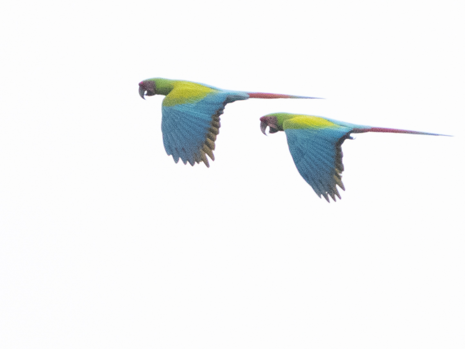 Great Green Macaw