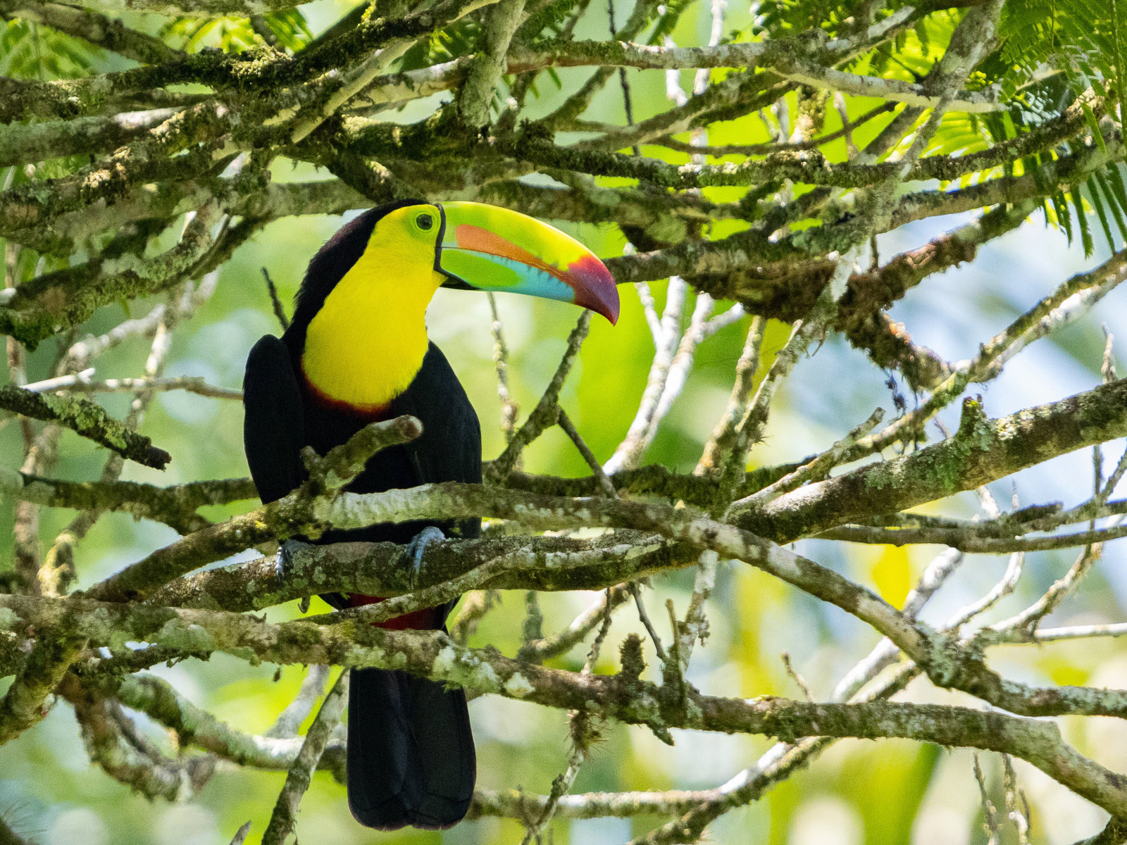 Keel-billed Toucan