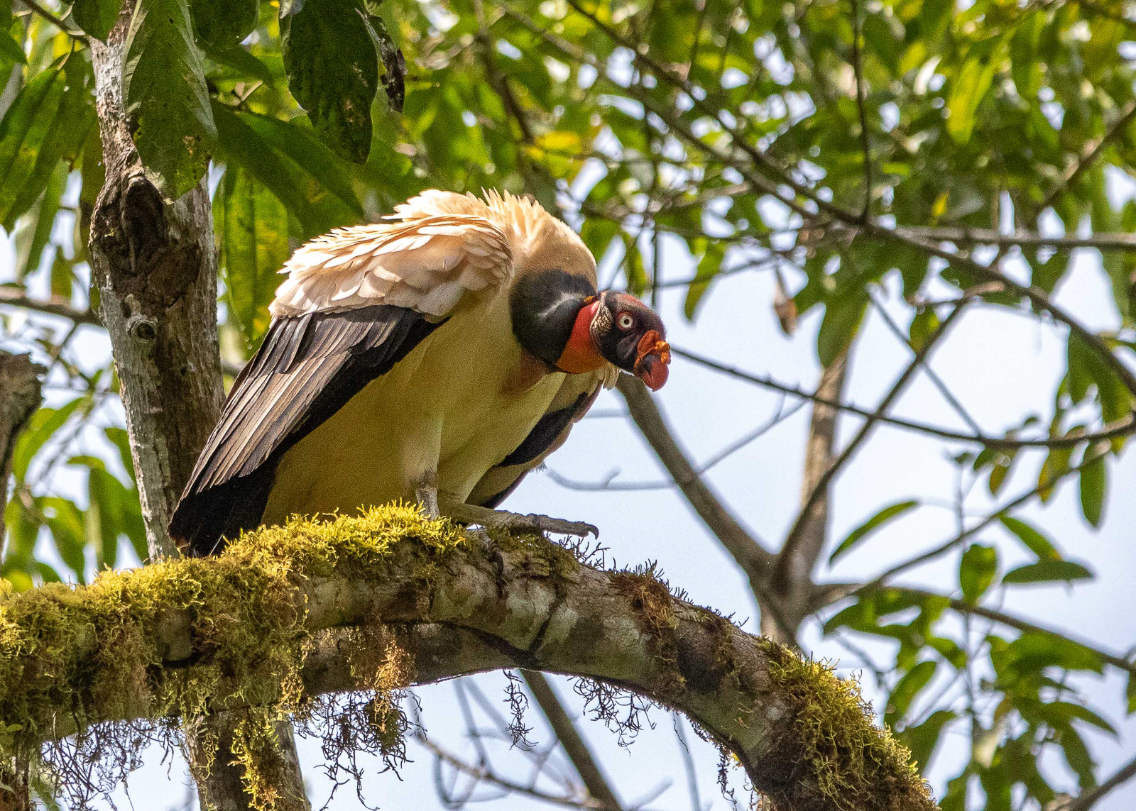 King Vulture