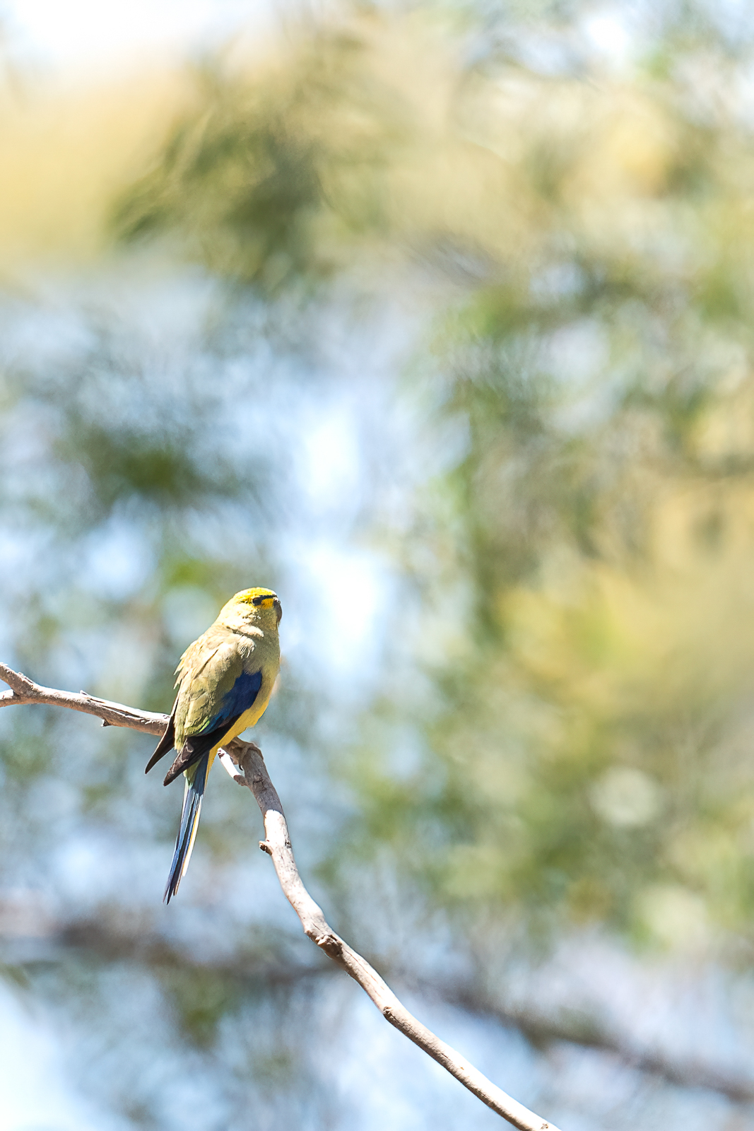 Blue-winged Parrot