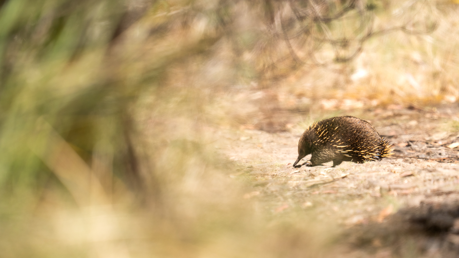 Echidna