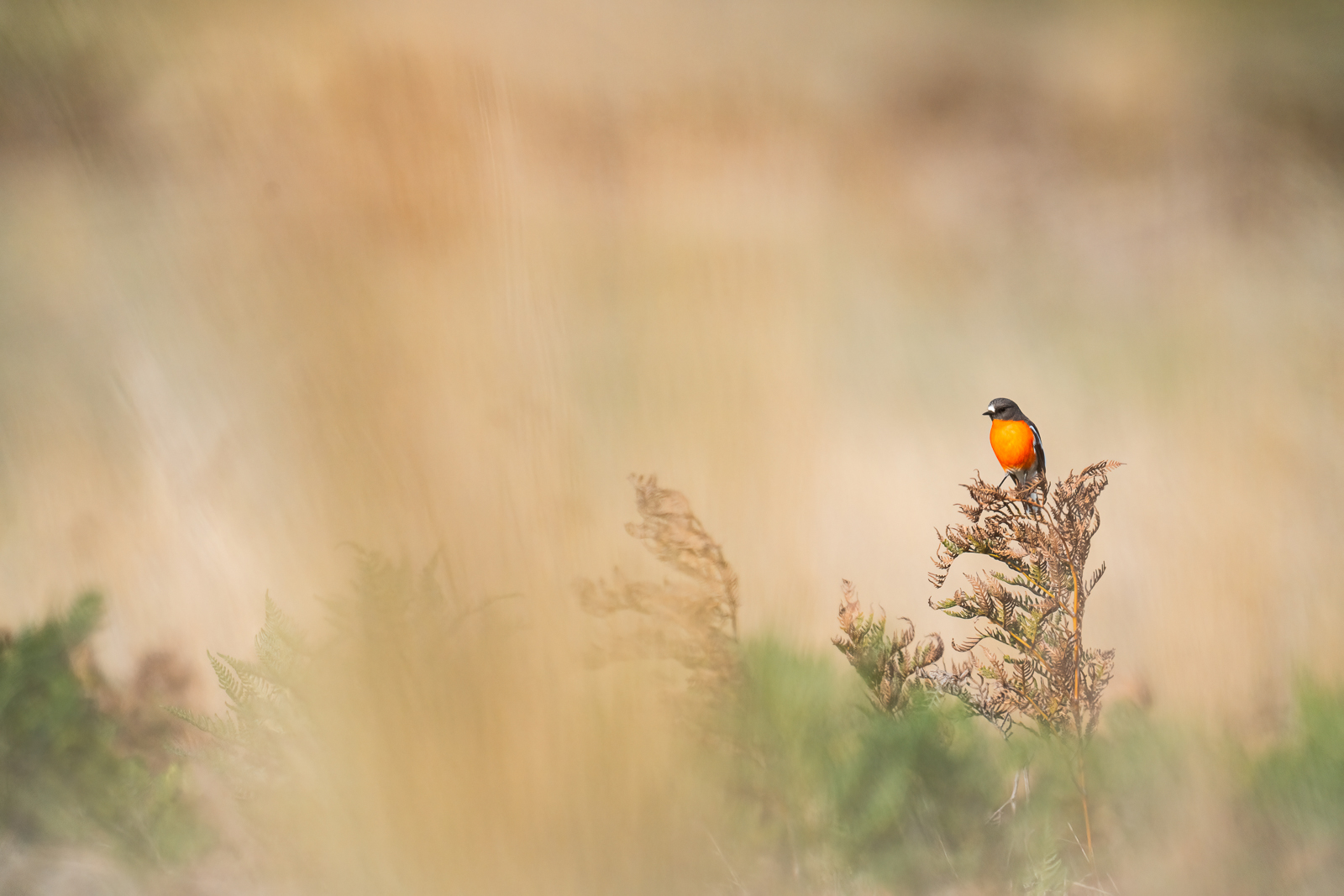 Flame Robin