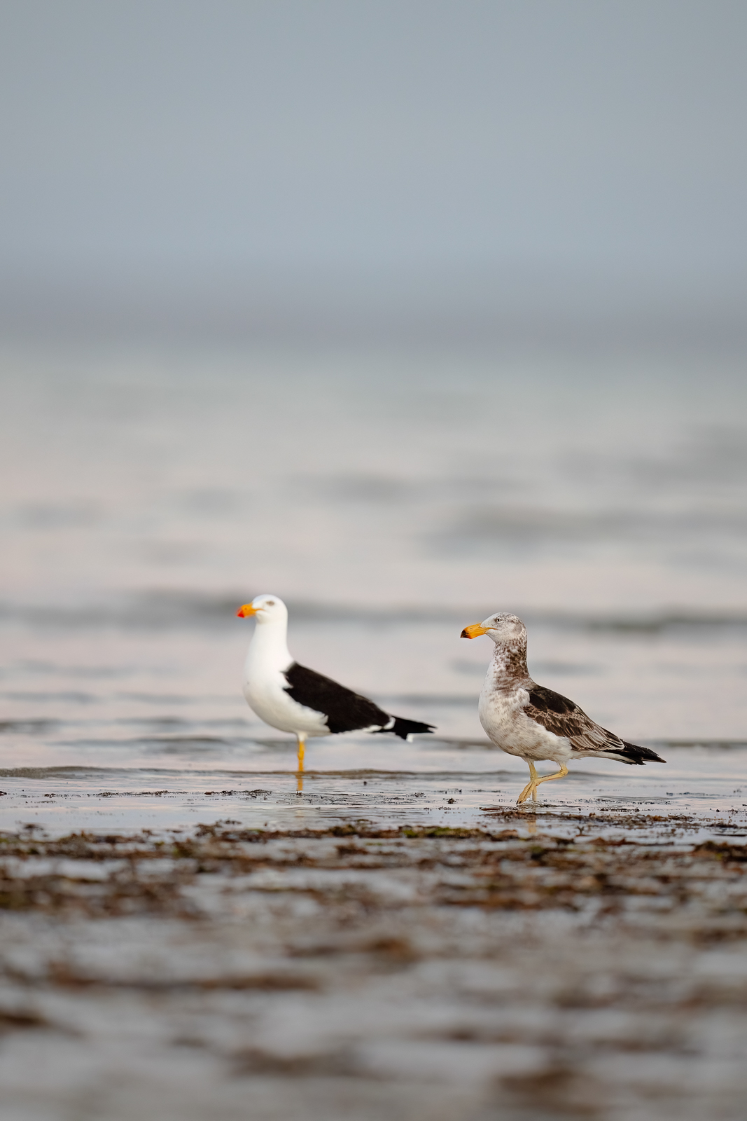 Pacific Gull