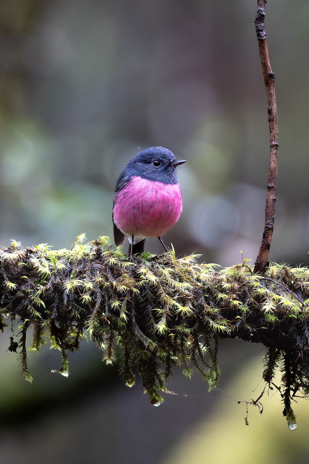 Pink Robin