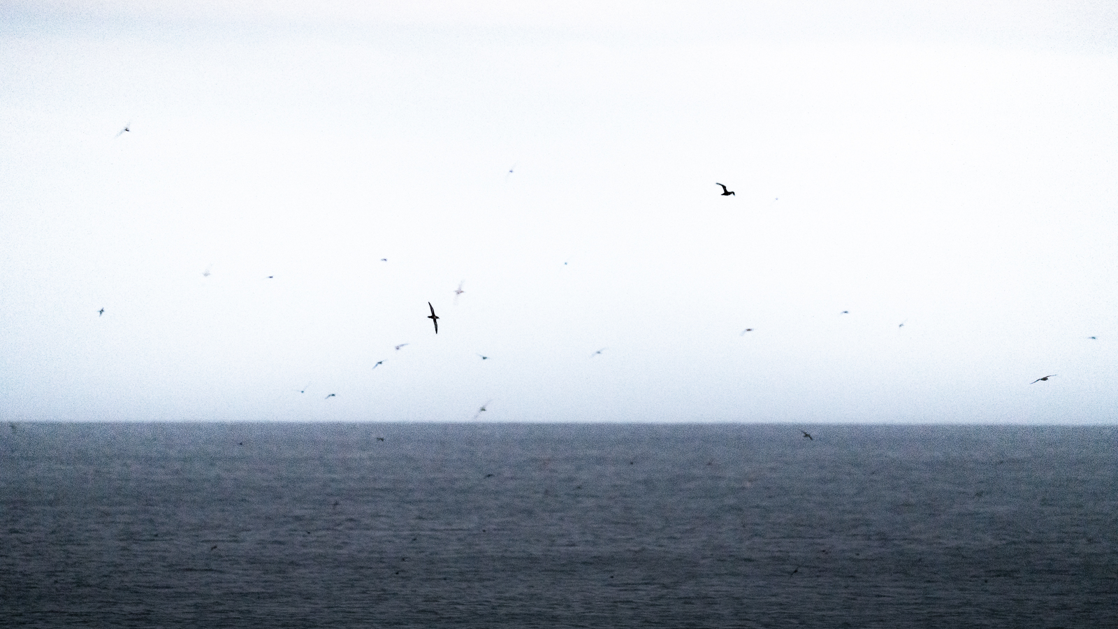 Shearwaters