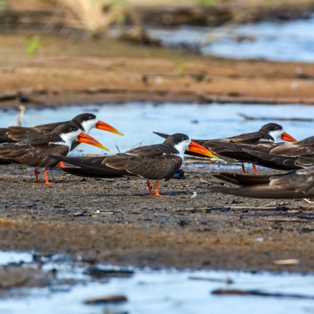 African Skimmers
