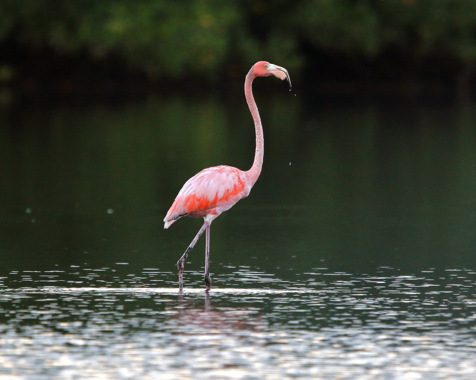 American Flamingo