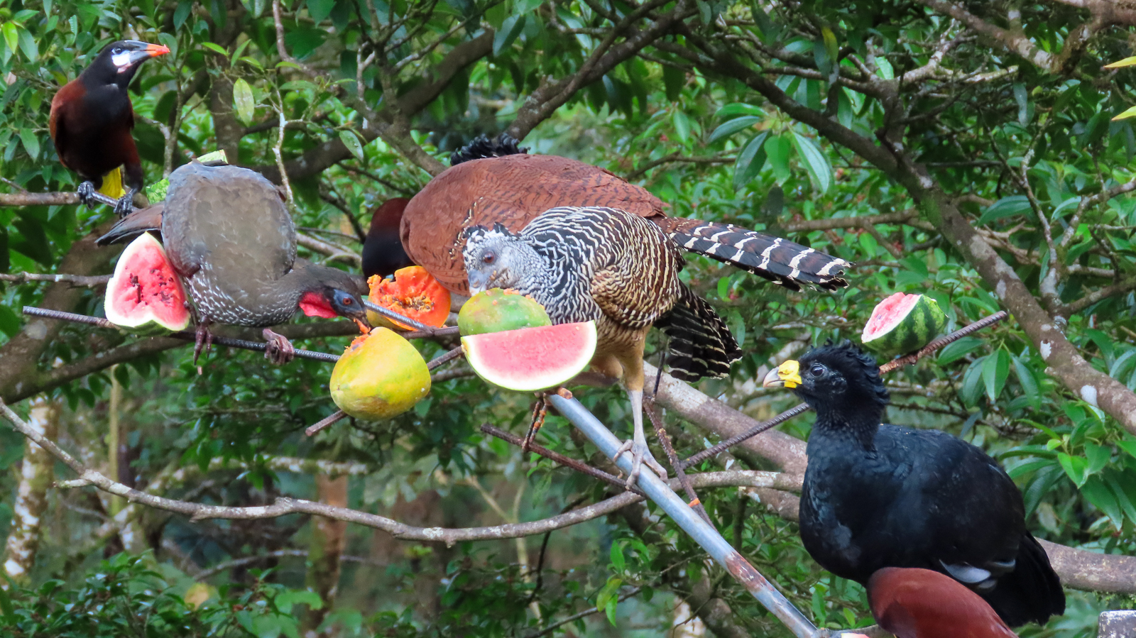 Arenal Feeders