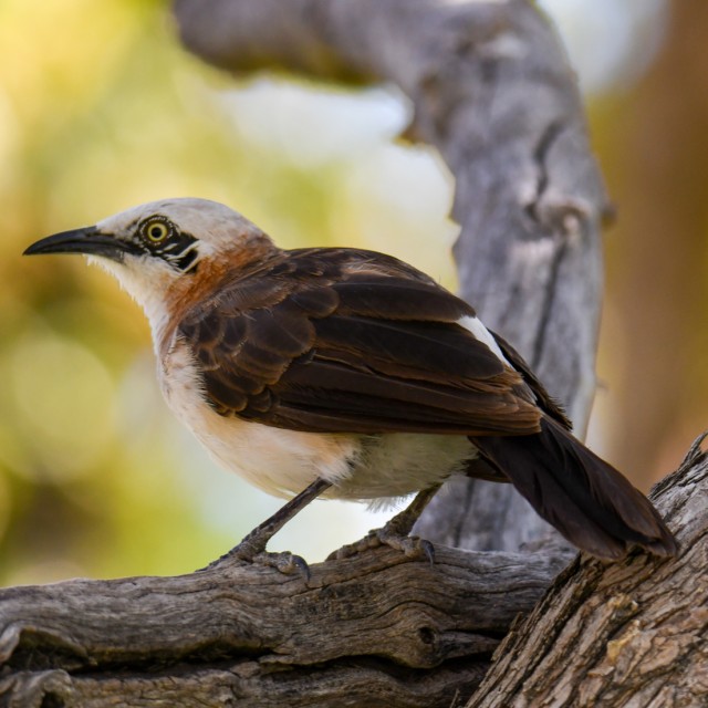 Bare-cheeked Babbler