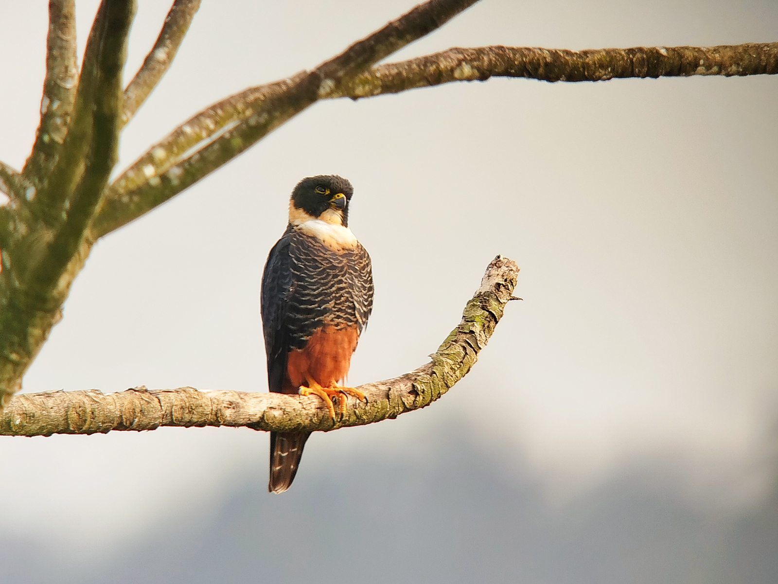 Bat Falcon