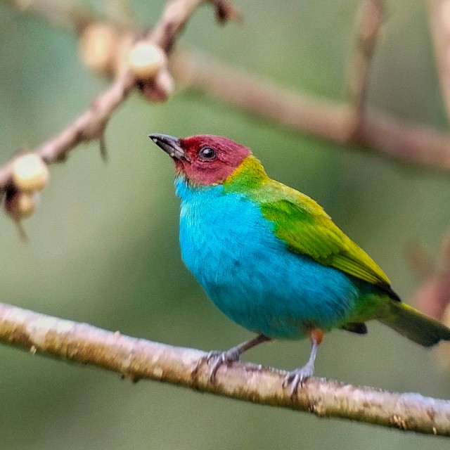Bay-headed Tanager