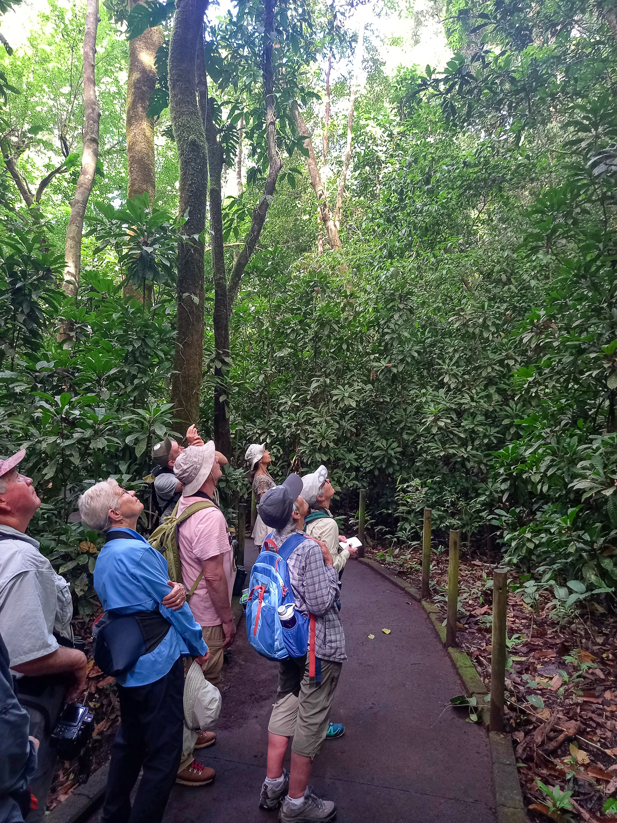 Birding at Carara
