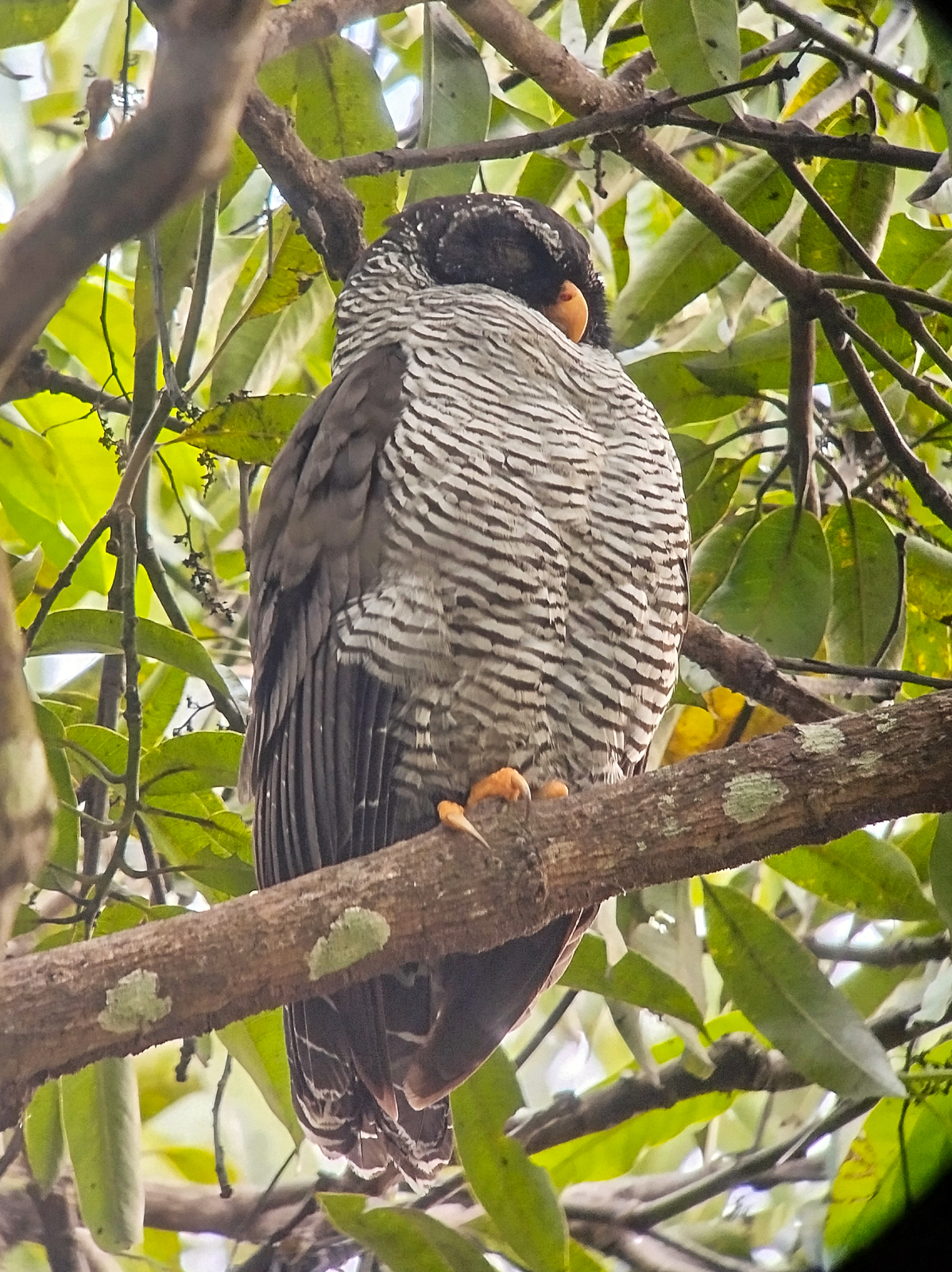 Black-and-white Owl