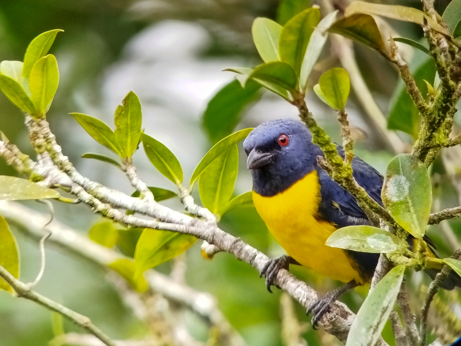 Blue-and-gold Tanager
