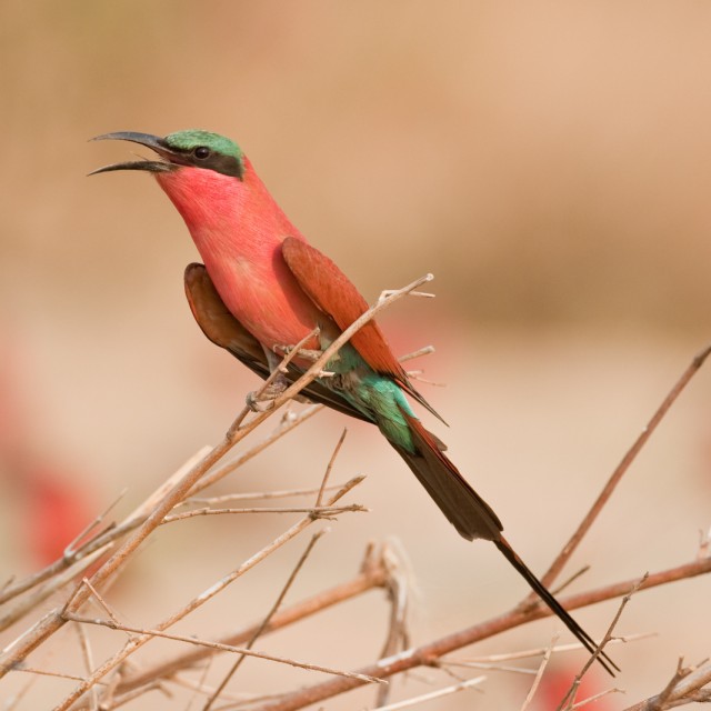 Southern Carmine Bee-eater