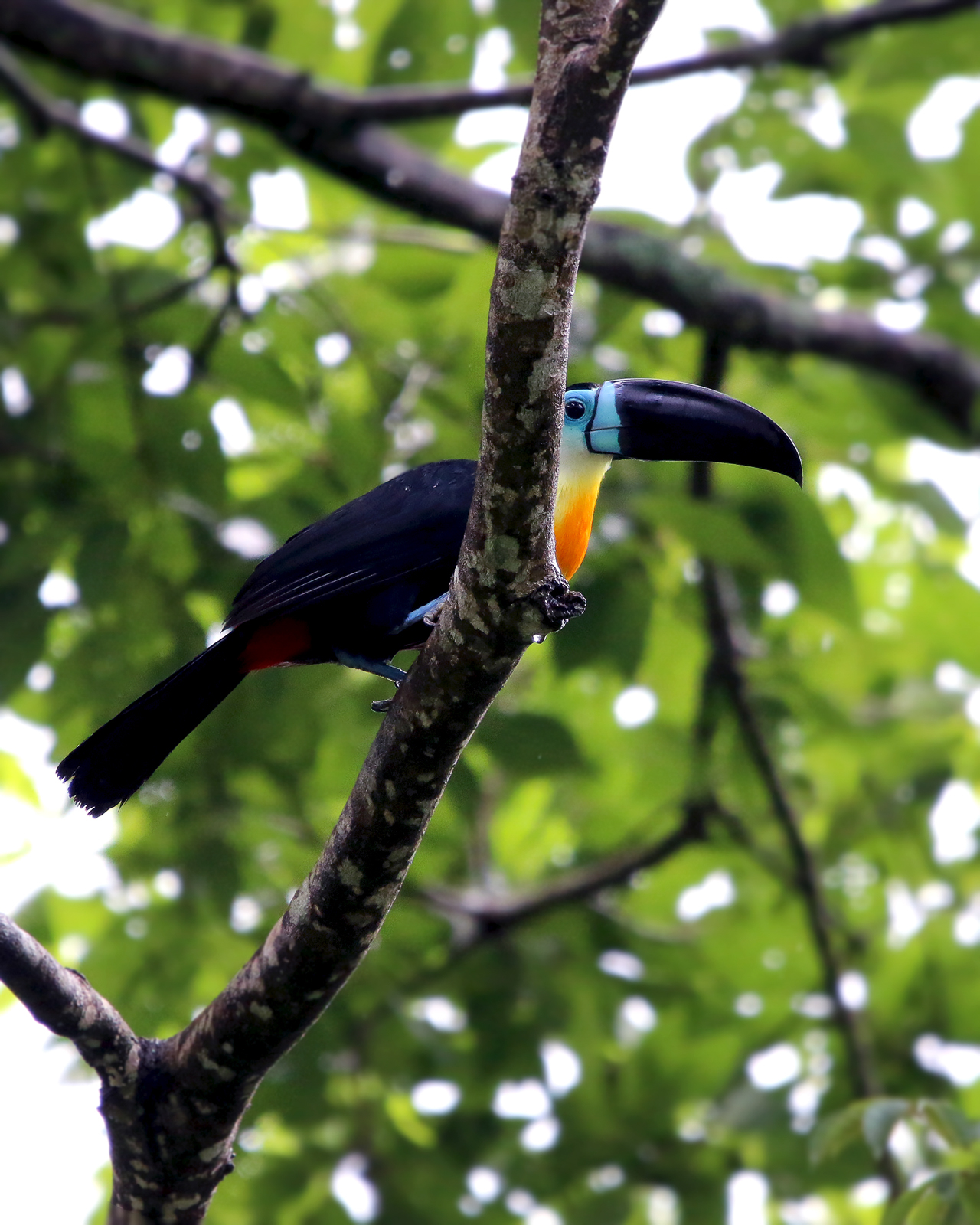 Channel-billed Toucan