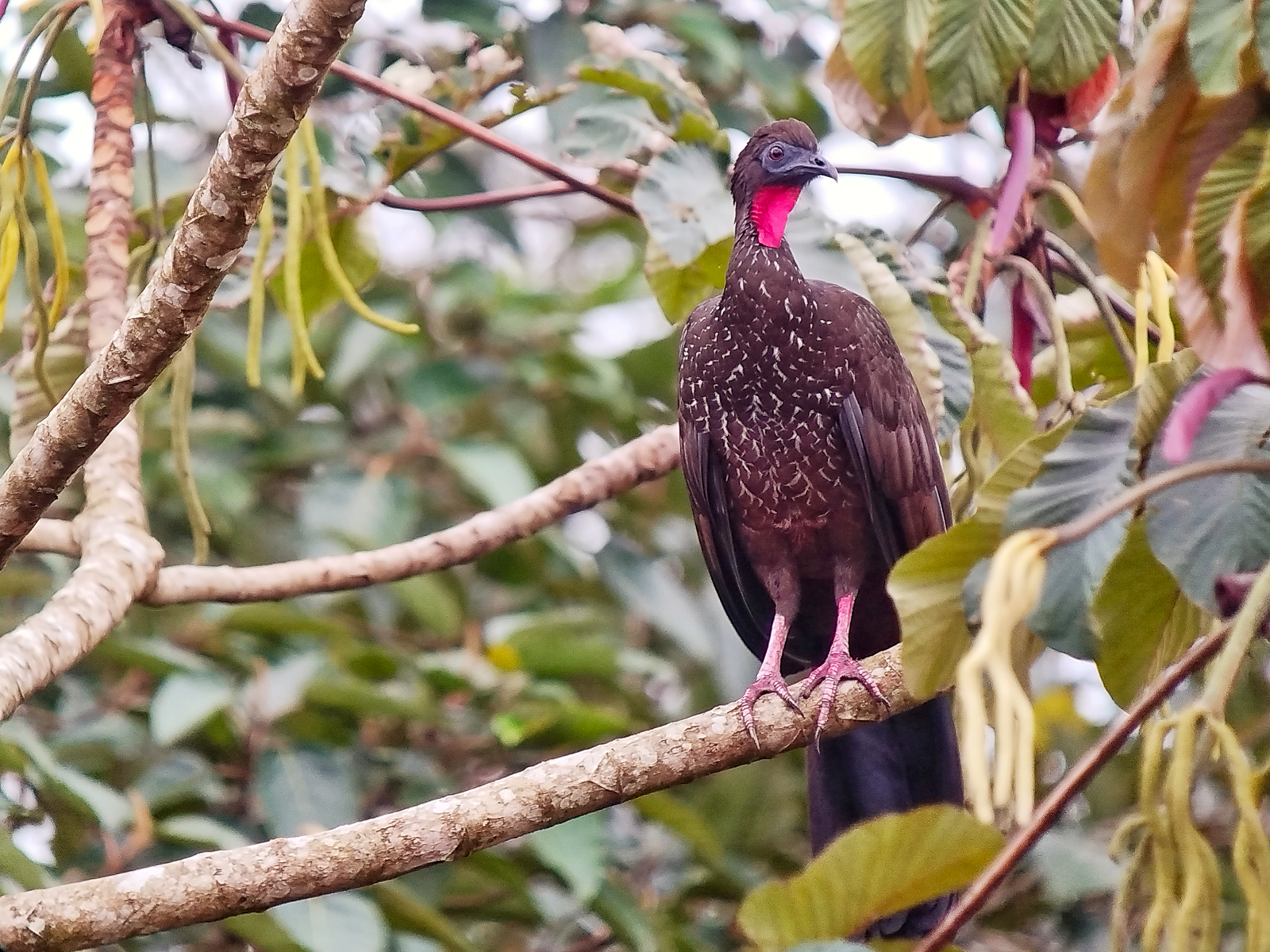Crested Guan