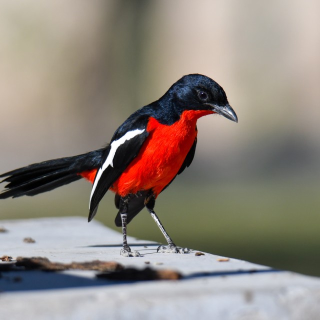 Crimson-breasted Shrike