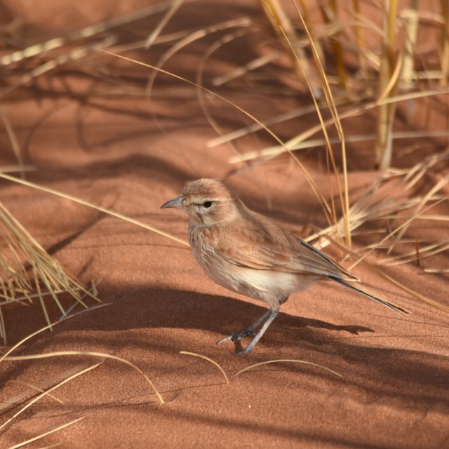 Dune Lake outside Walvis Bay