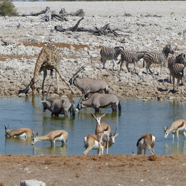 Etosha waterhole