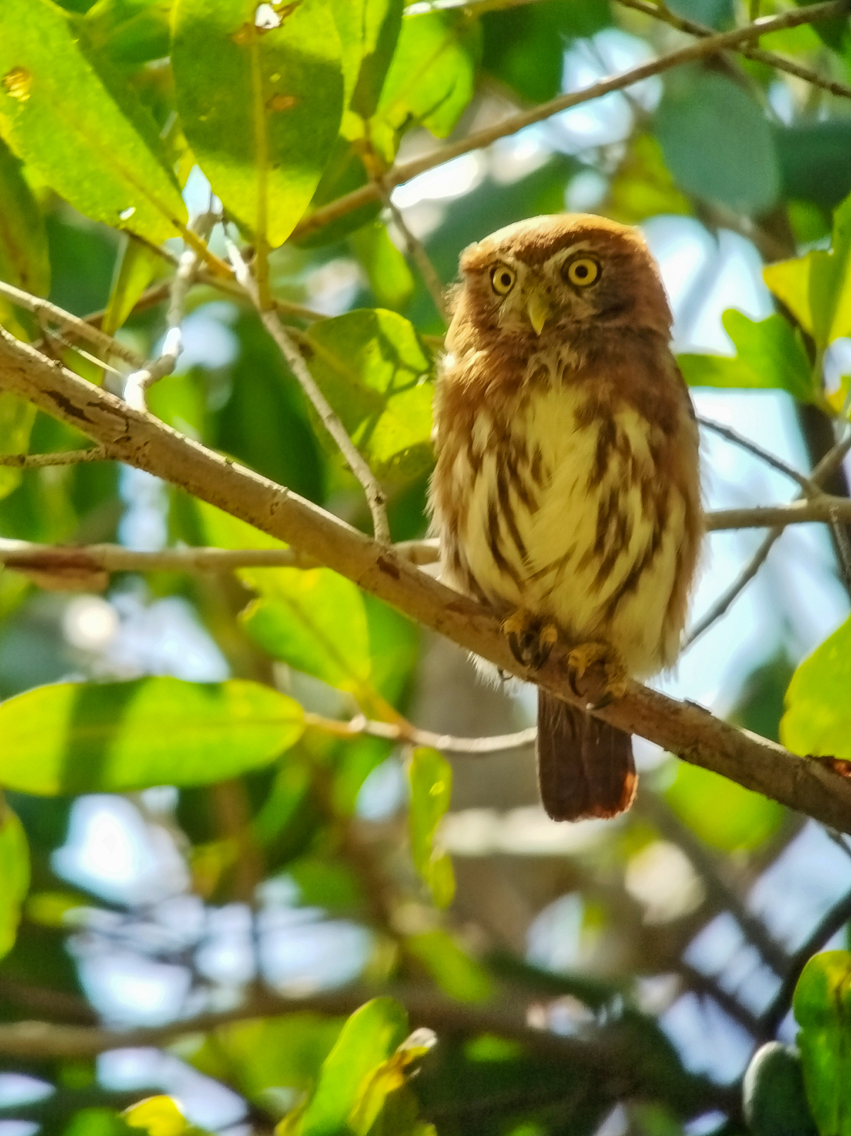 Ferruginous Pygmy-Owl