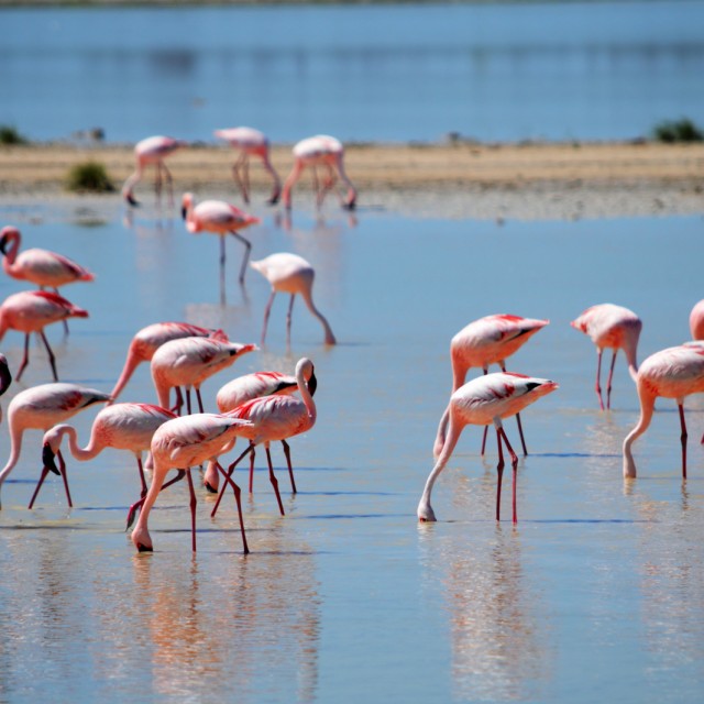 Flamingoes at Walvis Bay
