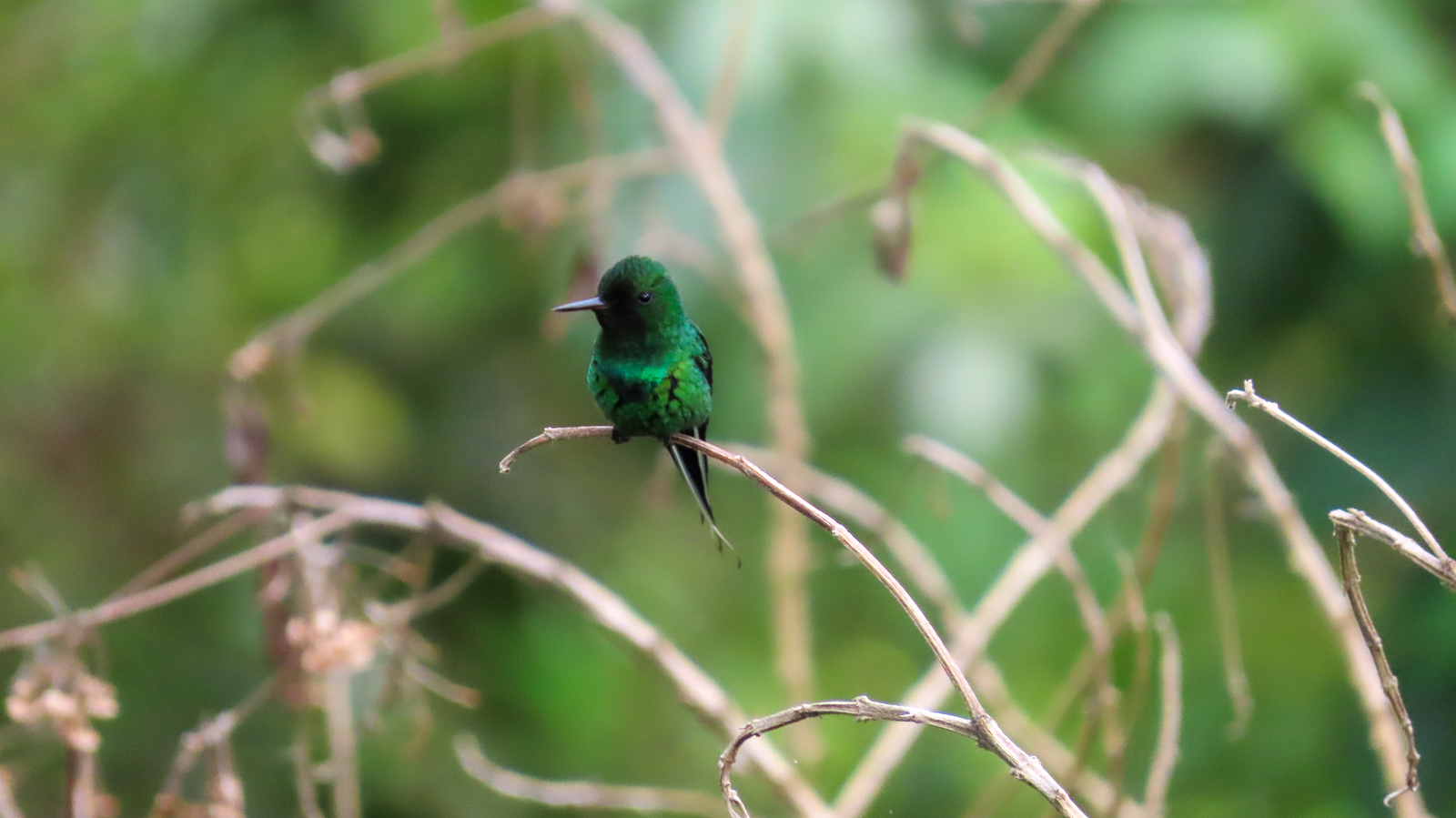 Green Thorntail