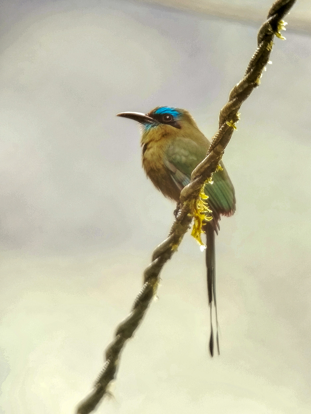 Keel-billed Motmot