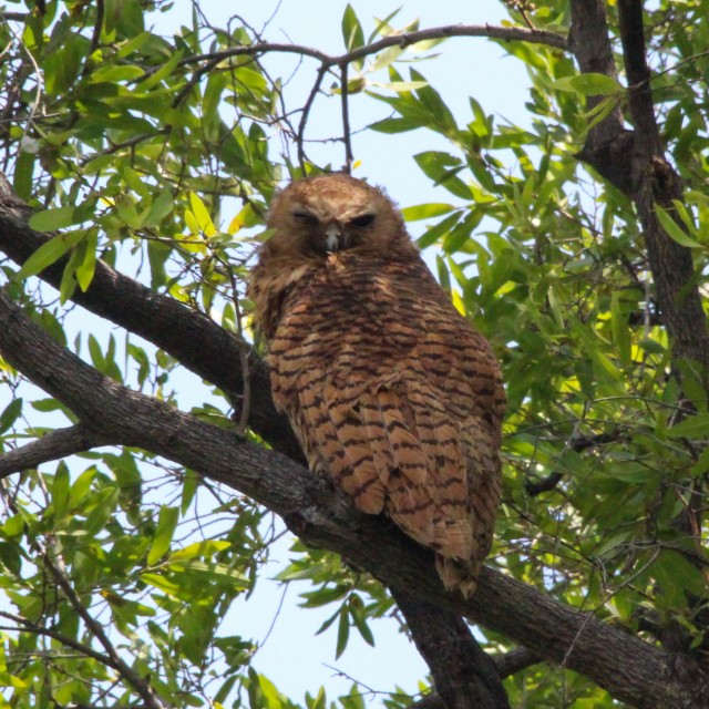Pel's Fishing Owl