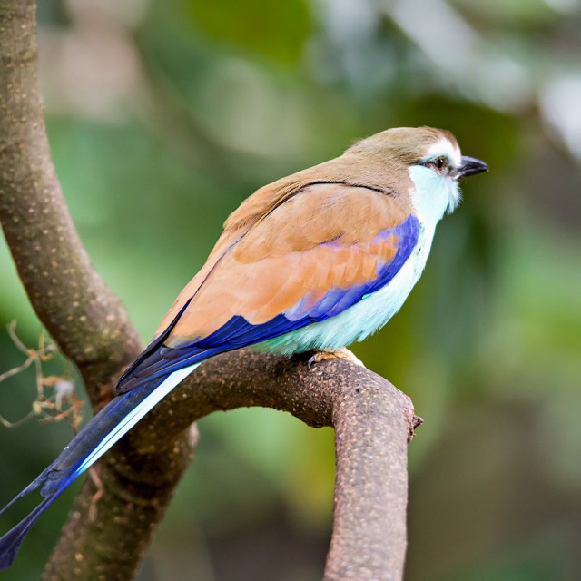 Racket-tailed Roller