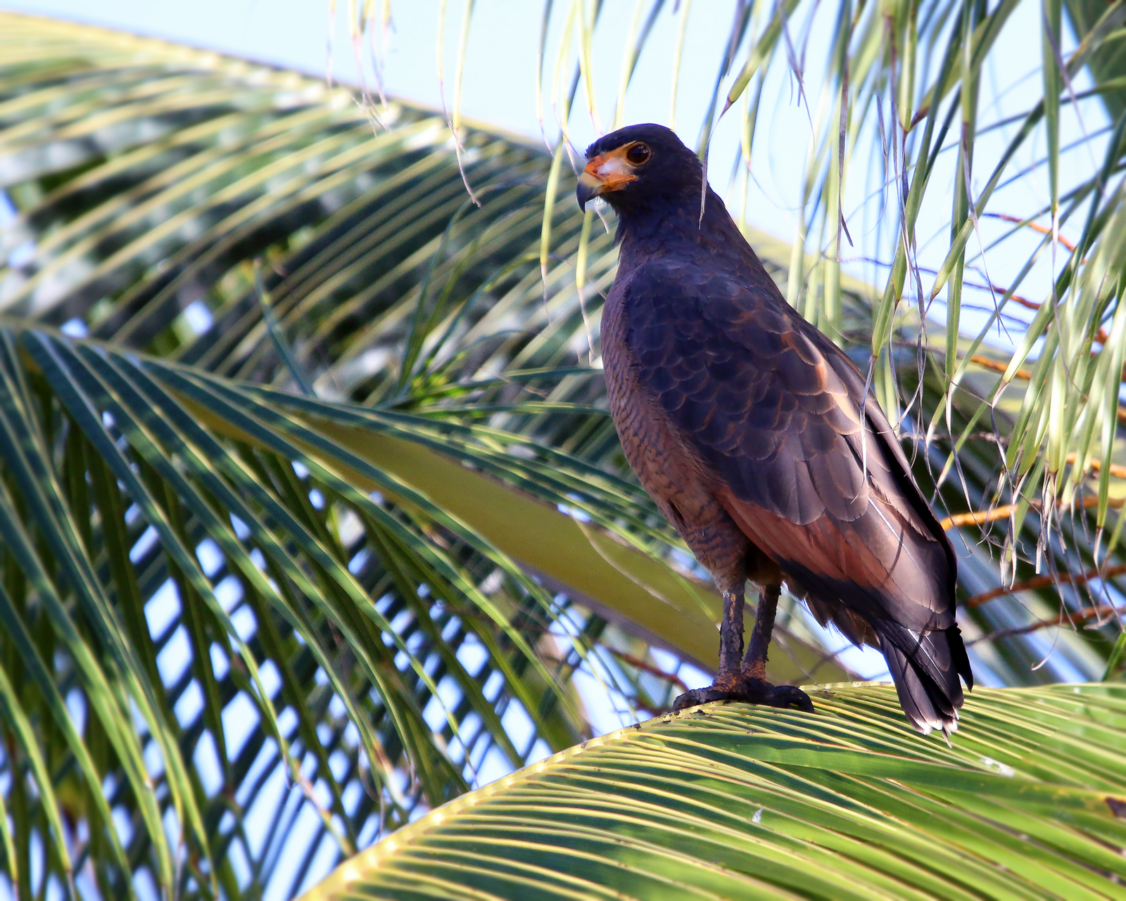 Rufous Crab-Hawk